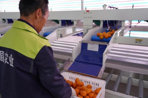 一家科技公司的农产品品牌化探索